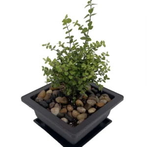 Golden Privet Bonsai Tree - Mini Japanese Style in Square Pot with Saucer
