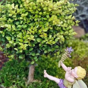 Golden Privet Bonsai Tree - Mini Japanese Style in Square Pot with Saucer