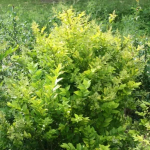 Golden Ticket Privet Plant - 4 Inch Pot - Ligustrum x Vicaryi - Flowering Shrub