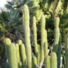 Golden Torch Cactus Vatricania Guentheri - 2 inch Potted Cactus