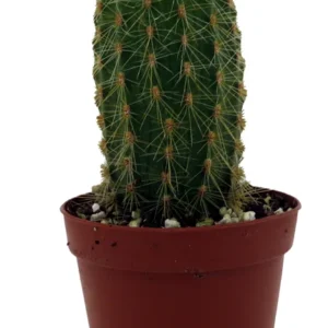 Golden Torch Cactus Vatricania Guentheri - 2 inch Potted Cactus