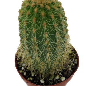 Golden Torch Cactus Vatricania Guentheri - 2 inch Potted Cactus