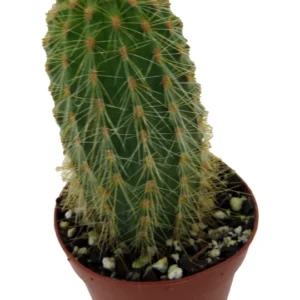 Golden Torch Cactus Vatricania Guentheri - 2 inch Potted Cactus