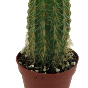 Golden Torch Cactus Vatricania Guentheri - 2 inch Potted Cactus