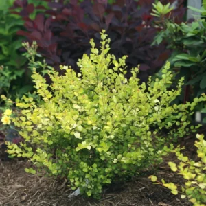 Golden Treasure Dwarf Birch - 4 Inch Potted Betula Plant