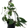 Golden Wax Plant Neo-Ebudica Hoya - 4 inch Hanging Basket - Trending Indoor Plant