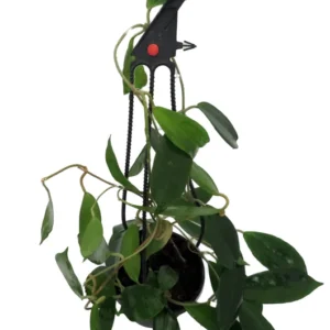 Golden Wax Plant Neo-Ebudica Hoya - 4 inch Hanging Basket - Trending Indoor Plant