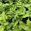 Golden Zebra Coniogramme emeiensis Striped Bamboo Fern - 2.5 inch Potted Plant