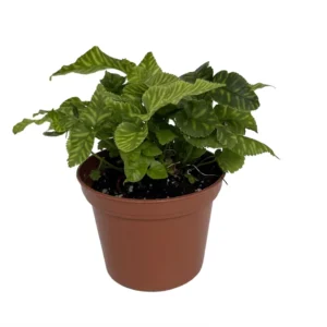 Golden Zebra Coniogramme emeiensis Striped Bamboo Fern - 2.5 inch Potted Plant