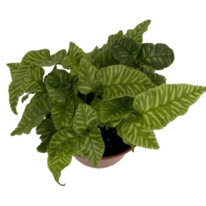 Golden Zebra Coniogramme emeiensis Striped Bamboo Fern - 2.5 inch Potted Plant