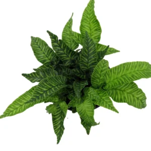 Golden Zebra Coniogramme emeiensis - Striped Mt. Emei Bamboo Fern - 4 Inch Pot