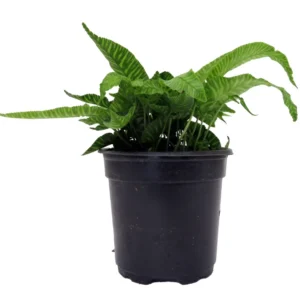 Golden Zebra Coniogramme emeiensis - Striped Mt. Emei Bamboo Fern - 4 Inch Pot