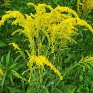 Goldenrod Plants - 20 Bare Root Solidago Perennial Wildflower Herb Transplants - Native Monarch Butterfly Plant