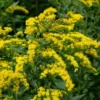 Goldenrod Plants - 3 Bare Root Solidago Perennial Wildflower - Native - Yellow - Organic