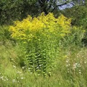 Goldenrod Plants - 3 Bare Root Solidago Perennial Wildflower - Native - Yellow - Organic