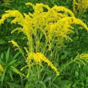 Goldenrod Plants - 3 Bare Root Solidago Perennial Wildflower - Native - Yellow - Organic