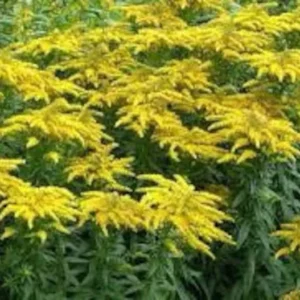 Goldenrod Plants - 3 Bare Root Solidago Perennial Wildflower - Native - Yellow - Organic
