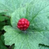 Goldenseal Herb Roots - 10 Plant Pack for Planting - Green - Outdoor