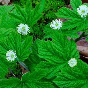 Goldenseal Herb Roots - 10 Plant Pack for Planting - Green - Outdoor