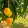 Grafted Alphonso Mango Tree - 2-3 Ft Tropical Fruit Tree in 3 Gallon Pot