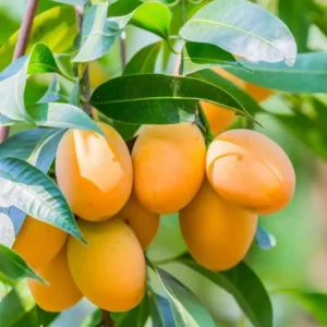 Grafted Alphonso Mango Tree - 2-3 Ft Tropical Fruit Tree in 3 Gallon Pot