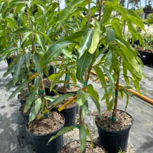 Grafted Glenn Mango Tree - Tropical Mango Fruit Tree - 1-3 Feet Tall - 3 Gallon Pot