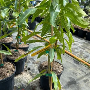 Grafted Glenn Mango Tree - Tropical Mango Fruit Tree - 1-3 Feet Tall - 3 Gallon Pot