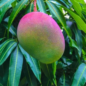 Grafted Glenn Mango Tree - Tropical Mango Fruit Tree - 1-3 Feet Tall - 3 Gallon Pot