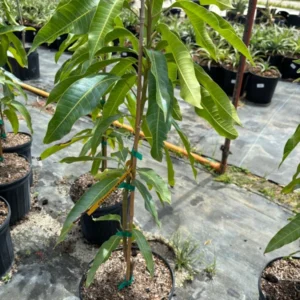 Grafted Glenn Mango Tree - Tropical Mango Fruit Tree - 1-3 Feet Tall - 3 Gallon Pot