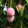 Grafted Haden Mango Tree - Tropical Fruit Tree - 3 Gallon Pot - Sweet Mango