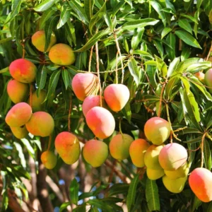 Grafted Haden Mango Tree - Tropical Fruit Tree - 3 Gallon Pot - Sweet Mango