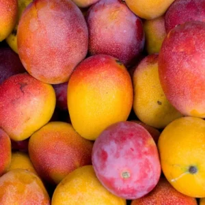 Grafted Haden Mango Tree - Tropical Fruit Tree - 3 Gallon Pot - Sweet Mango