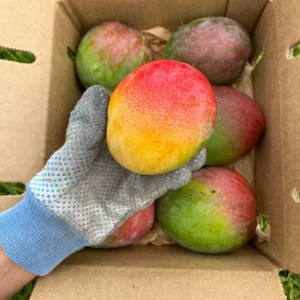 Grafted Haden Mango Tree - Tropical Fruit Tree - 3 Gallon Pot - Sweet Mango