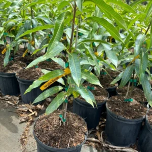 Grafted Haden Mango Tree - Tropical Fruit Tree - 3 Gallon Pot - Sweet Mango