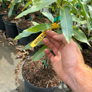 Grafted Haden Mango Tree - Tropical Fruit Tree - 3 Gallon Pot - Sweet Mango