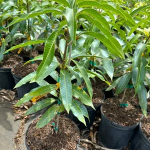 Grafted Haden Mango Tree - Tropical Fruit Tree - 3 Gallon Pot - Sweet Mango