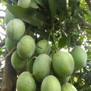 Grafted Ice Cream Mango Tree - Sweet Mango Fruit Tree - 3 Gallon Potted