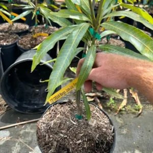 Grafted Ice Cream Mango Tree - Sweet Mango Fruit Tree - 3 Gallon Potted