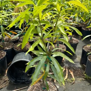 Grafted Ice Cream Mango Tree - Sweet Mango Fruit Tree - 3 Gallon Potted