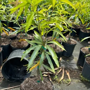 Grafted Ice Cream Mango Tree - Sweet Mango Fruit Tree - 3 Gallon Potted
