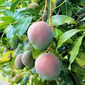 Grafted Kent Mango Tree - Tropical Fruit Tree - 1-3 Feet Tall - 3 Gallon Pot