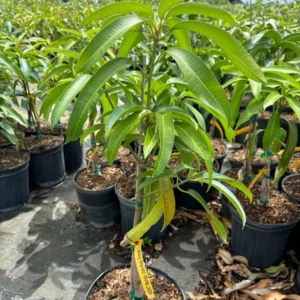 Grafted Kent Mango Tree - Tropical Fruit Tree - 1-3 Feet Tall - 3 Gallon Pot