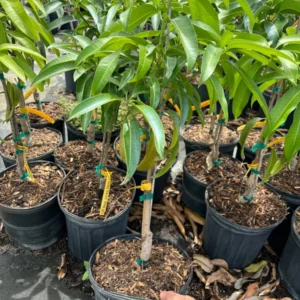 Grafted Kent Mango Tree - Tropical Fruit Tree - 1-3 Feet Tall - 3 Gallon Pot