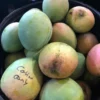 Grafted Mango Tree - Dwarf Cotton Candy Mango Tree, 2-3 Ft, 3 Gallon Pot