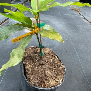 Grafted Mango Tree - Dwarf Cotton Candy Mango Tree, 2-3 Ft, 3 Gallon Pot