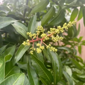 Grafted Mango Tree - Dwarf Cotton Candy Mango Tree, 2-3 Ft, 3 Gallon Pot