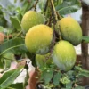Grafted Mango Tree - Lil Gem Tropical Fruit Tree 2-3 Ft - 3 Gallon Pot