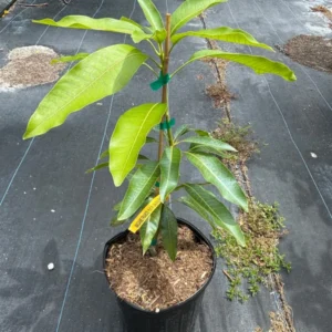 Grafted Mango Tree - Lil Gem Tropical Fruit Tree 2-3 Ft - 3 Gallon Pot