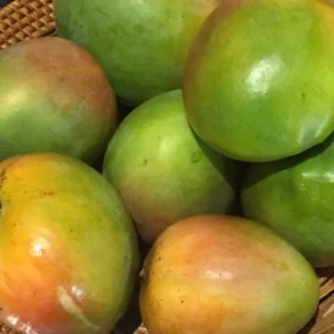 Grafted Mango Tree - Lil Gem Tropical Fruit Tree 2-3 Ft - 3 Gallon Pot