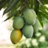Grafted Mango Tree - Tropical Fruit Tree 2-3 Ft - 3 Gallon Pot